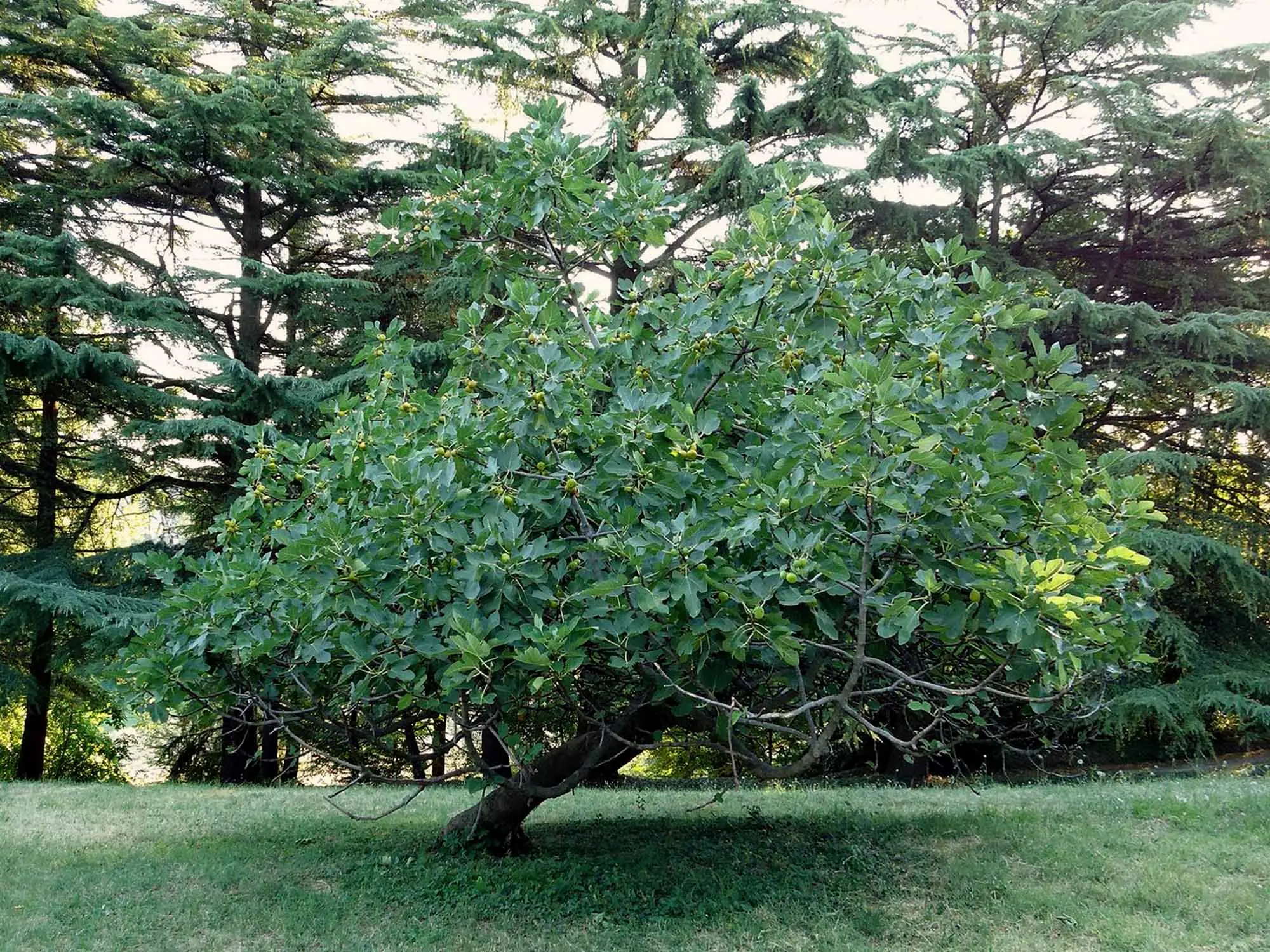 Immagine selezionata